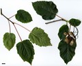 SpeciesSub: subsp. tataricum